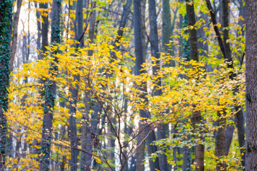 First yellow leaves