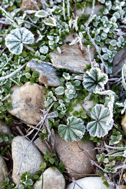 hoarfrost