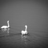 swans
