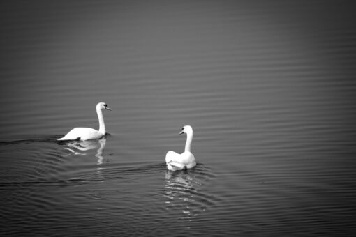 swans