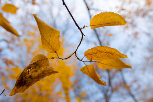 yellow leaves