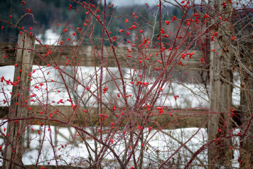 rose bush