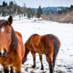 two mountain horses in winter