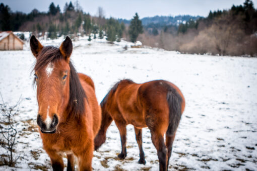 two mountain horses in winter