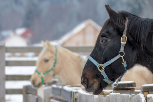 horses