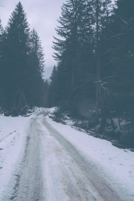 Forest road - free stock photo