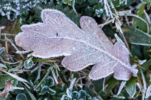 Dead leaf