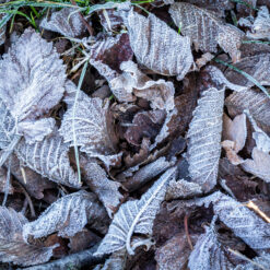 Dead leaves with hoarfrost