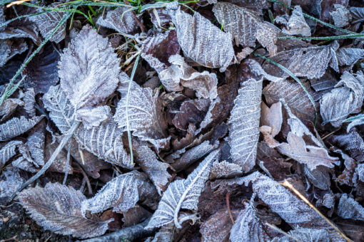 Dead leaves with hoarfrost