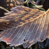 Frozen leaf