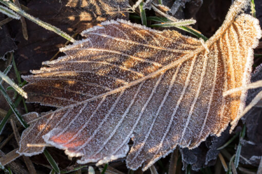 Frozen leaf