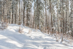 Mountain forest in winter
