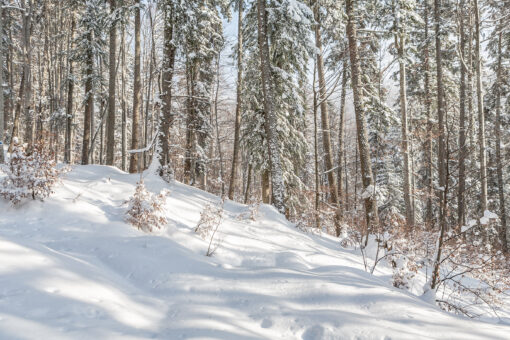 Mountain forest in winter