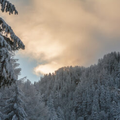 Sunlit clouds over winter forest
