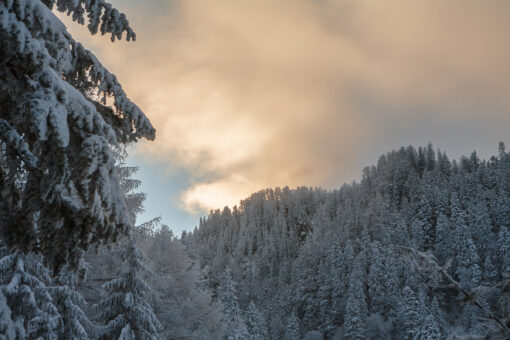 Sunlit clouds over winter forest