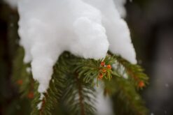 Tree branches covered in snow