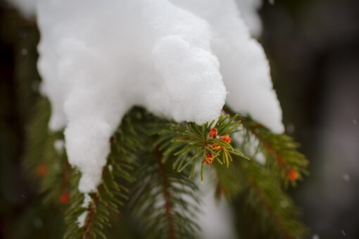 Tree branches covered in snow