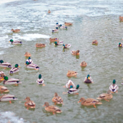 Wild ducks in a pond during winter