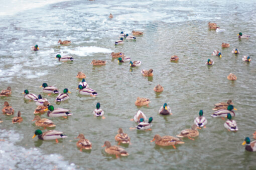 Wild ducks in a pond during winter