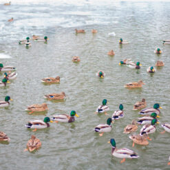 Wild ducks swimming on a lake