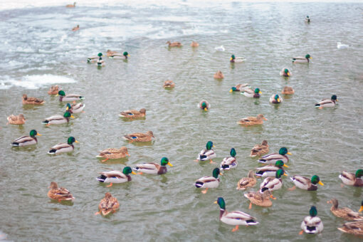 Wild ducks swimming on a lake