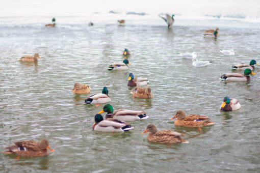 mallards