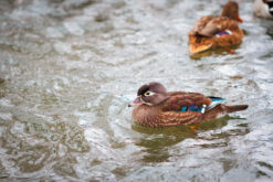 Female wood duck