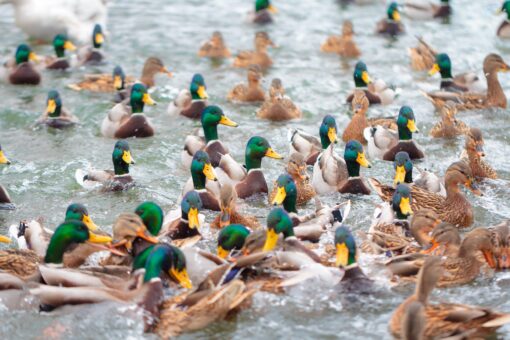 ducks