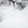 Snow Covered Bench in Early Winter