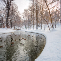 Wild ducks in a park pond