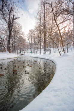 Wild ducks in a park pond