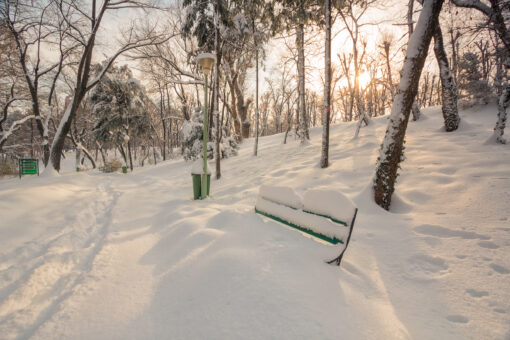 Winter Afternoon in the Park