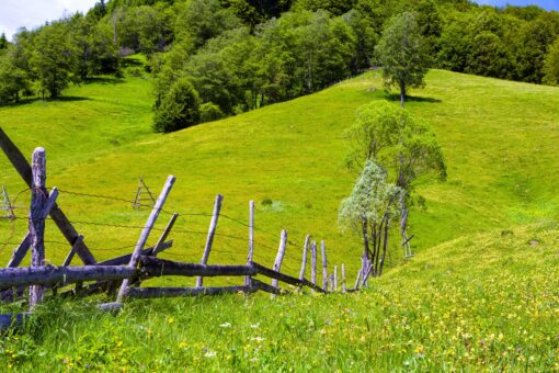 mountain meadows