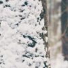 Snow covered tree trunk