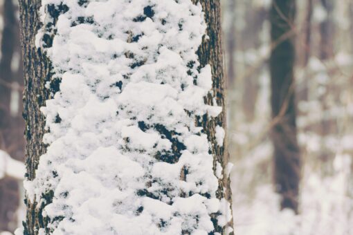 Snow covered tree trunk