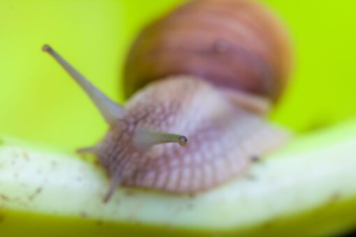 snail