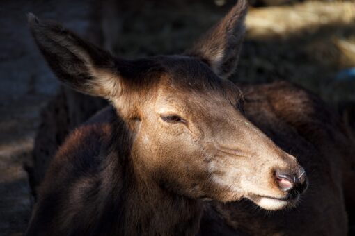 deer head