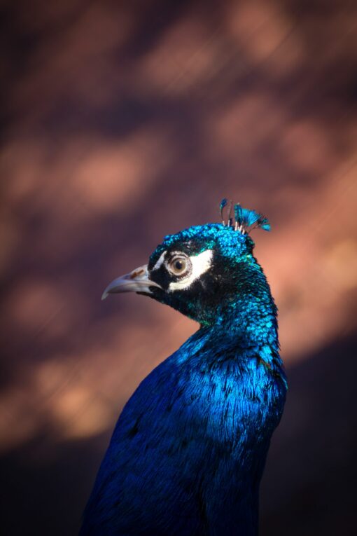 peacock