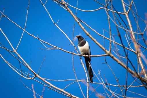 magpie