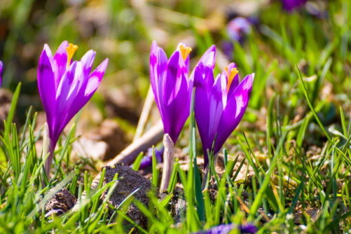 crocuses