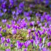 crocuses