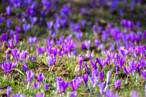 crocuses