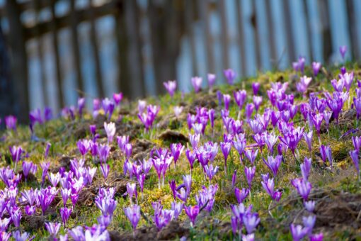 crocus