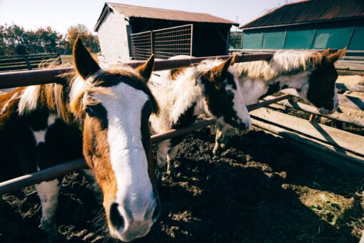 horses