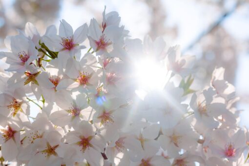 cherry blossoms