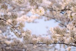 Pink cherry blossoms in full bloom against a blue sky