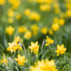 Bright yellow daffodils