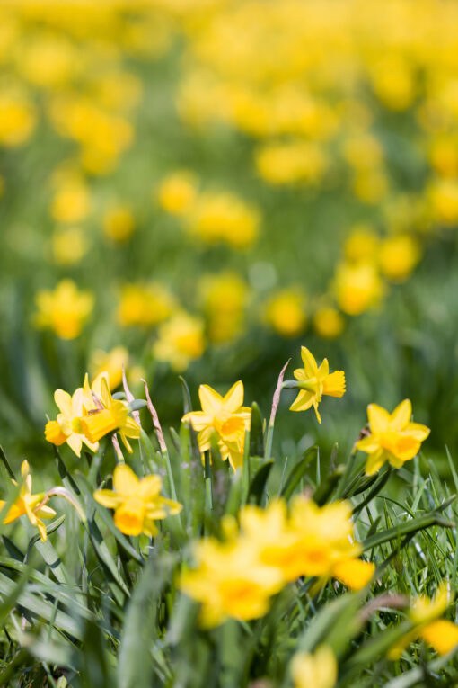 Bright yellow daffodils