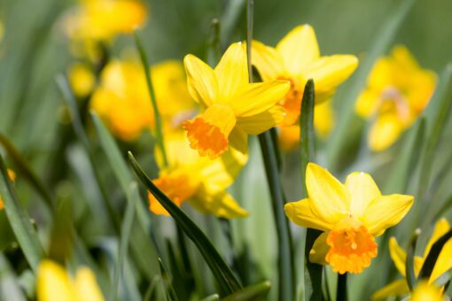 daffodils