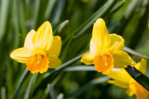 Spring flowers daffodils